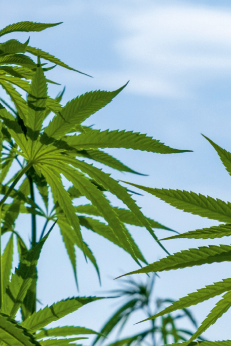 7 rozdielov medzi konopou a ľanom